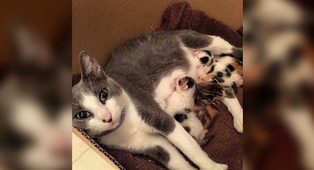 Stray Cat Asks for Food and Shelter, Human Agrees Without Realizing She’s Pregnant