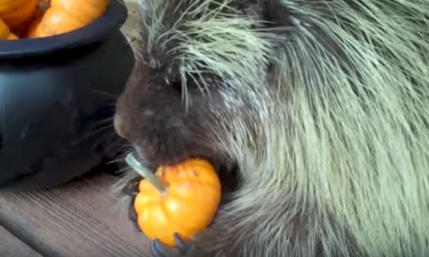 Porcupine Tries His First Ever Pumpkin, Starts Squealing at the First Bite
