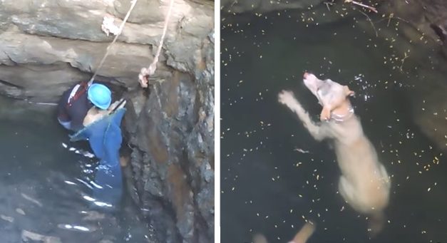 Drowning Dog Trapped in Well Trying to Survive, Rescuers Show up at the Last Second