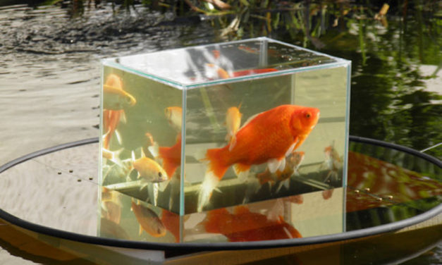 Flying Aquarium Floating Tank: Give Your Fish an Above-Water View
