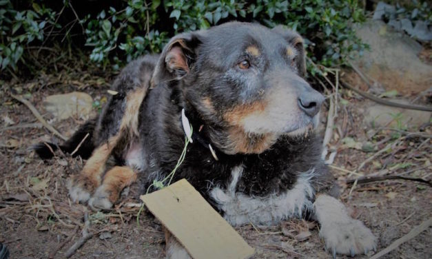 She Sees Her Dog Limping Up Driveway, Then She Finds a Cardboard Note on His Collar