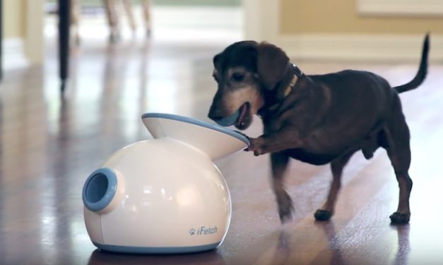 iFetch Interactive Ball Launcher: Never Leave Your Dog Bored Again