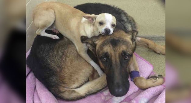 Flea Riddled Dog Is Rescued, but Best Friend Won’t Let Them Go Without Him