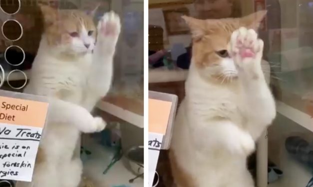 Cat Can’t Wait Any Longer and Takes It Upon Her Own Paws to Spring Out of ‘Jail’
