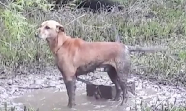 Park Rangers Hear a Faint Cry in Marshy Field, Find Dog Chained to a Cinder Block