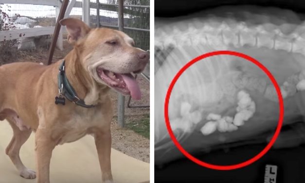 Rescuers Find Dog Abandoned by Family, Realize He’s Been Eating Rocks
