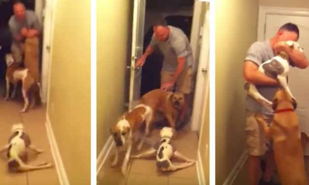 Paralyzed Pit Bull Freaks Out After Dad Comes Home from 6-Month Deployment