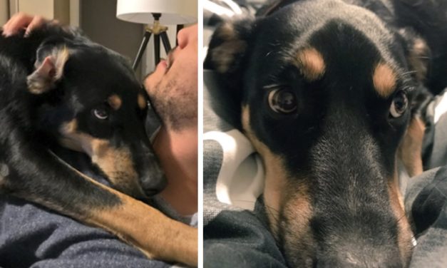 Owner Brings Coughing Dog to Vet, Learns Dog Has Been Tricking Him This Whole Time