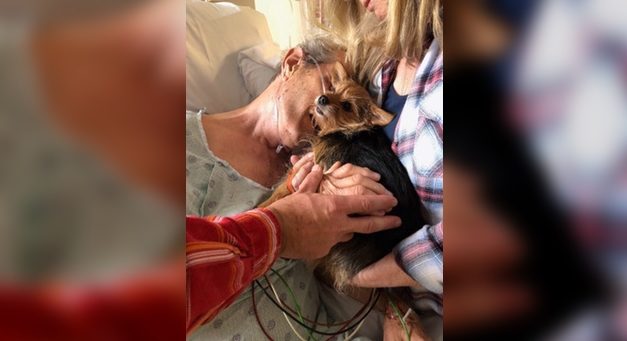 Grandpa on Death Bed, Moves for the First Time When Nurses Help Sneak in His Dog