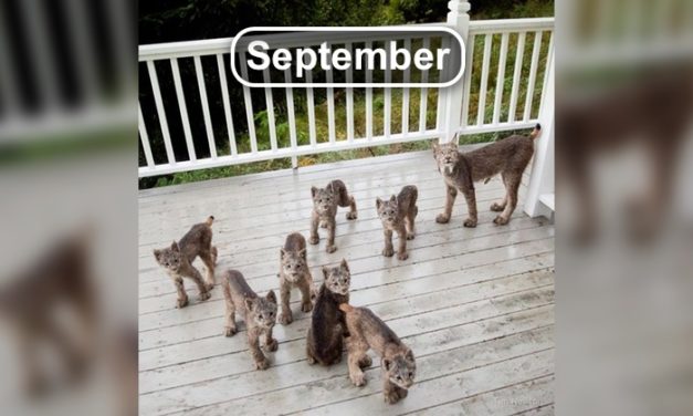 Lynx Family Showed Up on Man’s Porch in September, Back and Double the Trouble