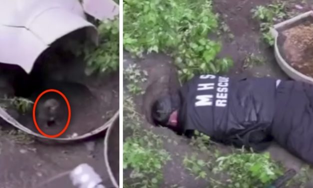 Rescuers Get Called for Stranded Pups, Find One of the Biggest Litters Deep in Cave