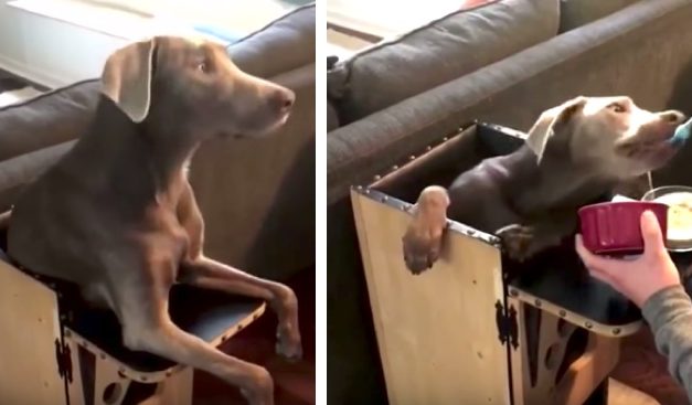 Lab Has to Sit in a High Chair to Eat, Once She’s Done Owners Have to Burp Her