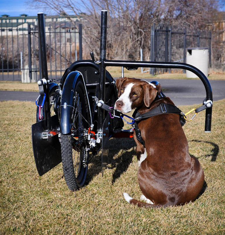 Dog Powered Scooter Take Your Furry Friend for a Walk in Style!