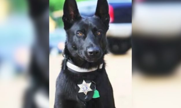 Three Men Ambush Police Officer in the Woods, Then Hero Dog Lunges at Them Out of Nowhere