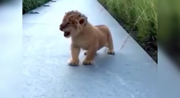 Tiny Lion Club Tries to Roar, and It’s the Cutest Thing You’ll See All Day
