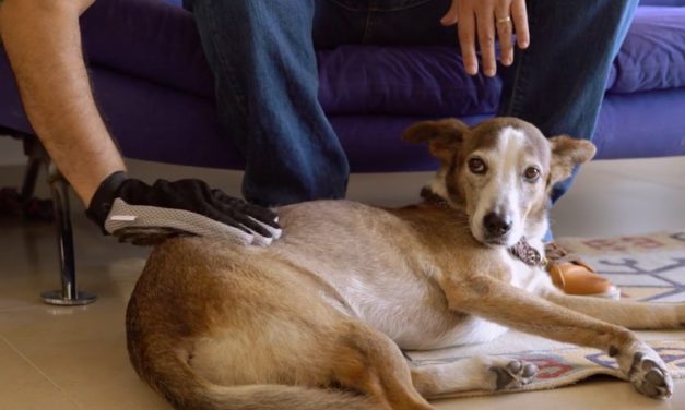 Pet Hair Remover Glove: Brush and Clean Your Dog Quickly and Easily