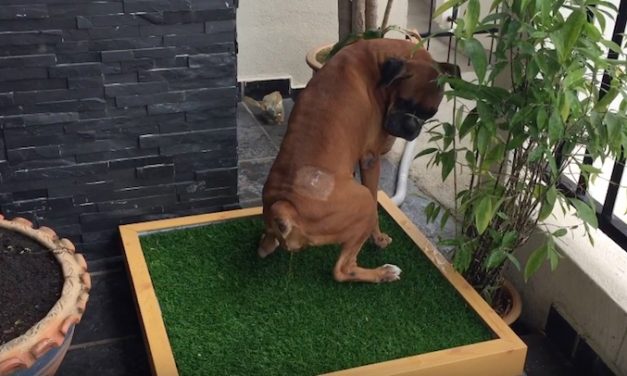 Woofloo: The Self-Flushing Dog Toilet