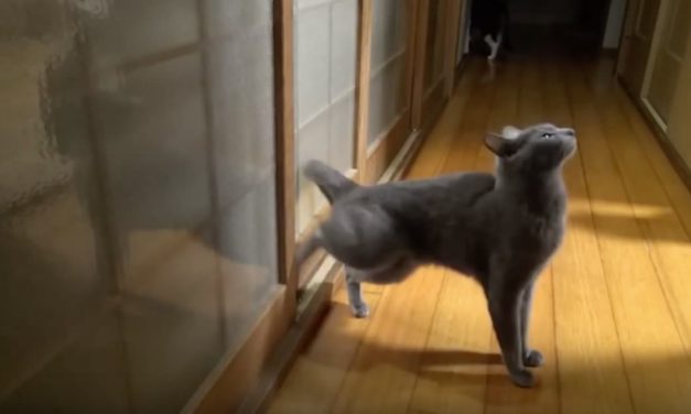 They’re Woken by Strange Noise Every Day at 6am, So They Set Up Camera to See Why