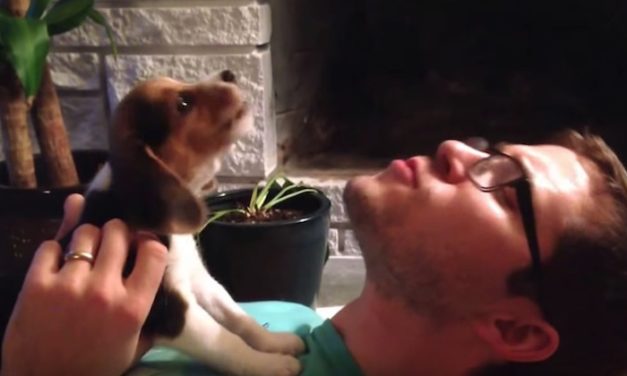 Owner Teaches Beagle to Howl, but Can’t Stop Laughing at What Comes Out of Dog’s Mouth