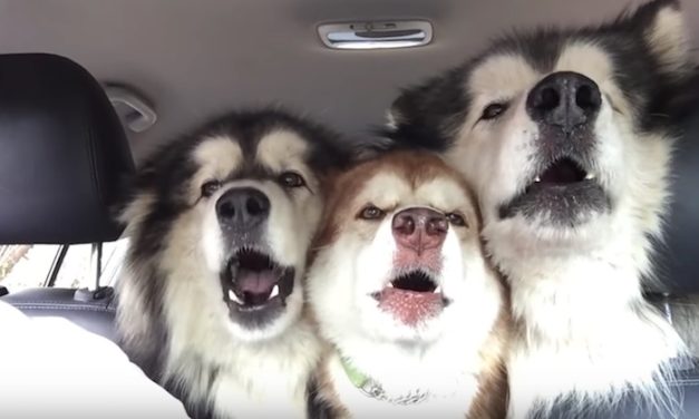 Alaskan Malamutes Go to the Groomer’s, Serenade Their Owner with Perfect Harmonies