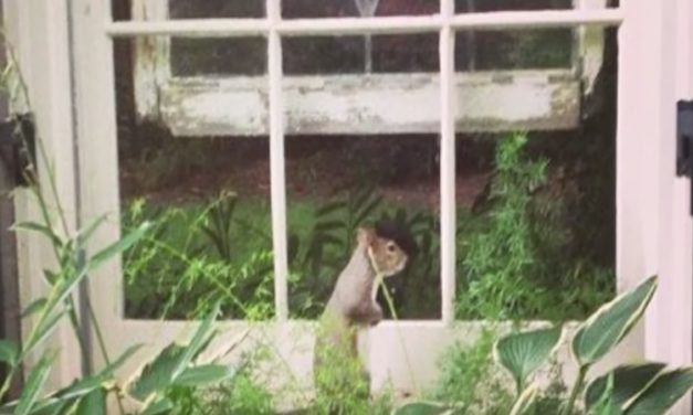 Squirrel Taps on Window Every Day for 8 Years, Then the Family Realizes Why