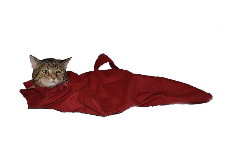 CatintheBag Carrier Transport Your Cat Around Comfortably