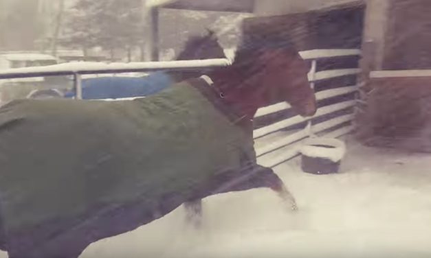 Mom Drags Animals Outside in the Snow, but Sassy Horses Have Another Idea
