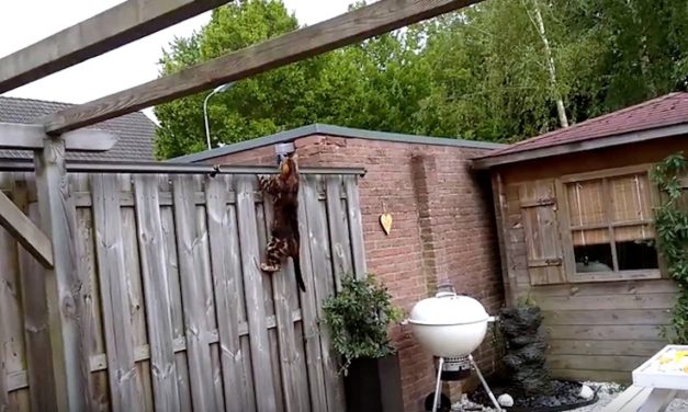 Oscillot Cat Containment System: Keep Your Cats from Escaping Your Yard