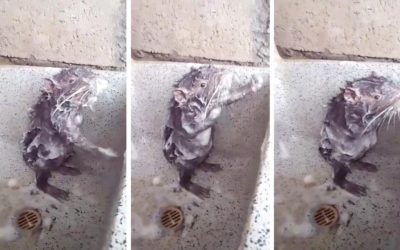 Strange Rat Washes Itself Like a Human in the Sink—Watch the Bizarre Video Here