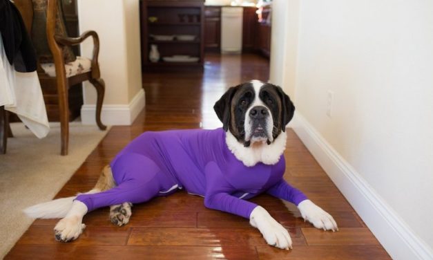 Shed Defender: The Onesie for Your Dog That Keeps Your Home Clean