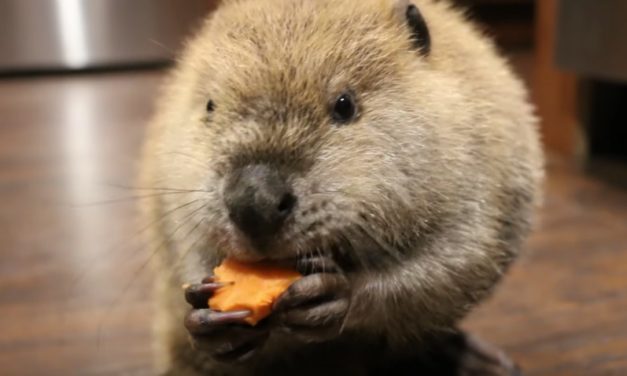 Orphaned “Justin Beaver” Can’t Go Live in the Wild, So He Makes Dams from His Toys