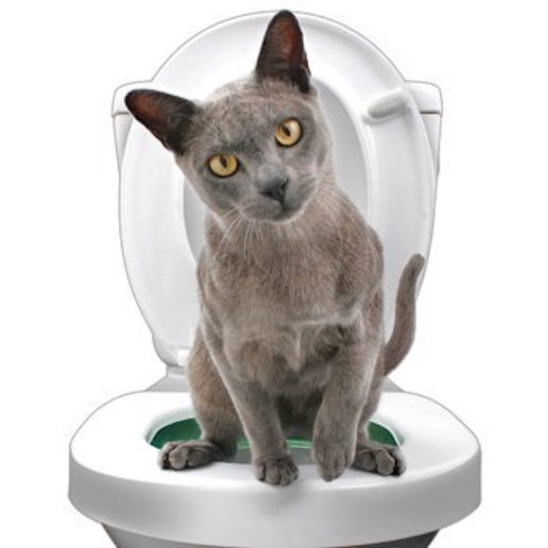 Litter Kwitter Train Your Cat to Use the Toilet