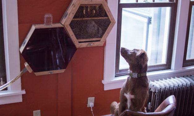 Beecosystem: Create Your Own Beehive Safely in Your Home