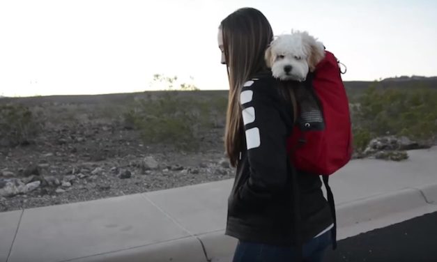 K9 Sport Sack: The Most Fun Way to Travel with Your Dog