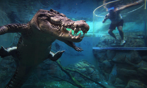 Crocosaurus Cove: Swim with Crocodiles in the Cage of Death