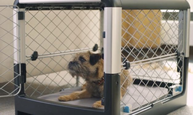 Diggs Revol Dog Crate: The Ultimate Comfy and Stylish Dog Crate