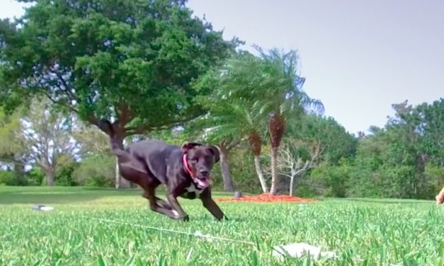 SwiftPaws: The Interactive Dog Toy for Your Best Friend
