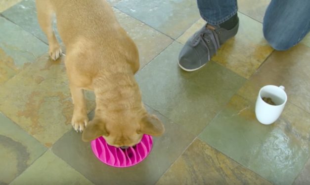 Outward Hound Fun Feeder: Help Your Dog Eat at a Healthy Pace