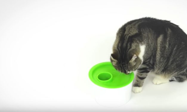 Catit Multi Feeder: The Food Bowl Designed for Cats