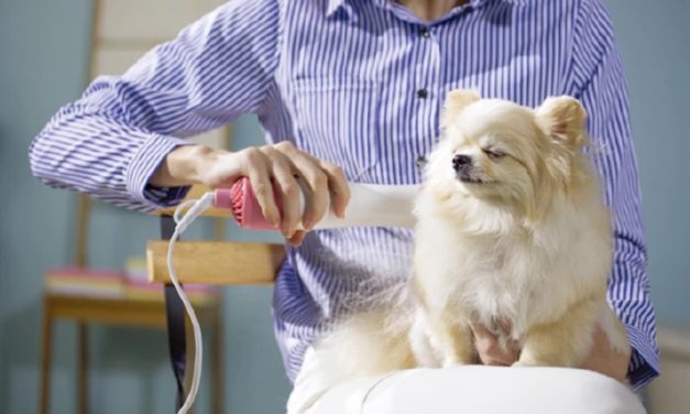 Petaum Grooming Dryer: Dry and Brush Your Dog with One Hand