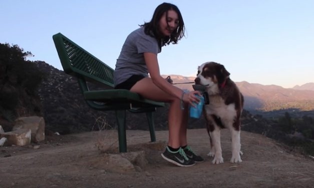 Highwave AutoDogMug: Let Your Dog Drink on the Go