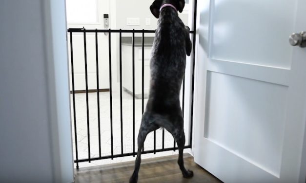 HIDEAGATE: The Gate That’s Sleek and Modern
