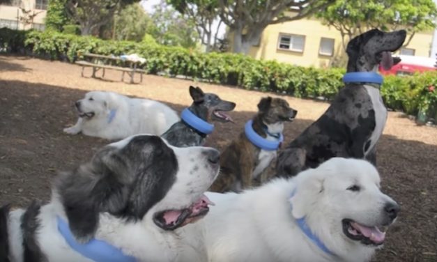 All Four Paws Chill Pet Collar: Keep Your Dog Cool on Hot Days
