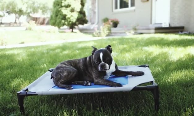 K&H Pet Products Coolin’ Pet Cot: The Lounger That Keeps Your Pet Cool