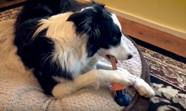 Bully Buddy: The Safe Way for Dogs to Play with Bully Sticks