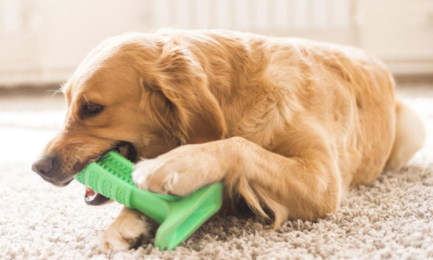 Bristly: The Effective and Safe Dog Toothbrush