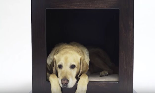 ZenCrate: The Stylish Solution for Anxious Dogs