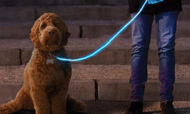 Nitey Leash: The Glow-in-the-Dark Leash for Your Dog