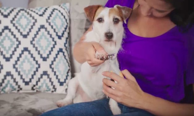 PetiCare: Painless Nail Clippers for Your Pets
