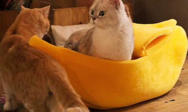 Banana Cat Bed House: Let Your Cat Hang Around in Style